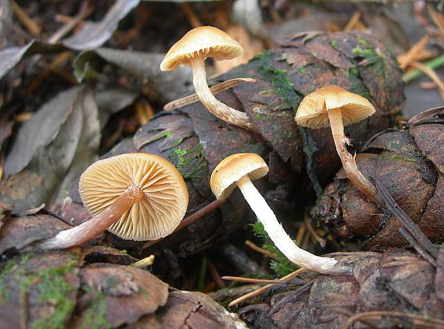 Prima  dell�era  glaciale